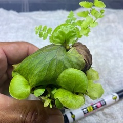 マダガスカリエンセの画像