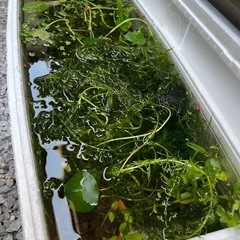 レッドラムズホーン、水草の画像