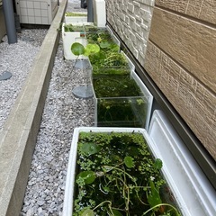 レッドラムズホーン、水草の画像