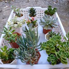 多肉植物 いっぱい出品①🌺の画像