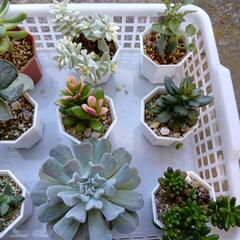 多肉植物 いっぱい出品①🌺の画像