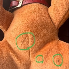 チワワ　犬　ぬいぐるみ　中の画像