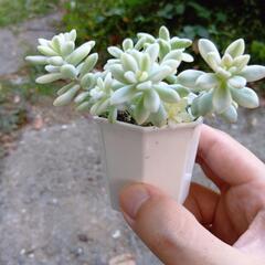 多肉植物 姫秋麗 錦 🌺の画像