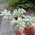 ランキングキーワードに紐づく投稿画像-観葉植物