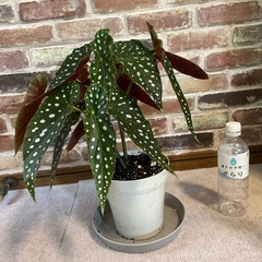 ベゴニアマクラータの画像