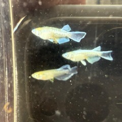🐟そうめんEXの画像