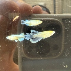 🐟そうめんEXの画像