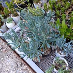 多肉植物 美空の鉾🌺の画像