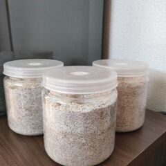 能勢YGオオクワガタ幼虫3頭 菌糸ビン入り＋おまけの画像