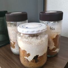 能勢YGオオクワガタ幼虫3頭 菌糸ビン入り＋おまけの画像