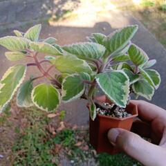 多肉植物 斑入りアンボイニクスの画像