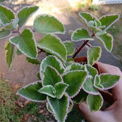 多肉植物 斑入りアンボイニクスの画像