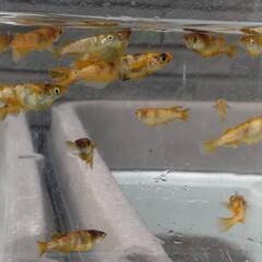 メダカお譲りします　和墨月虎　3匹の画像