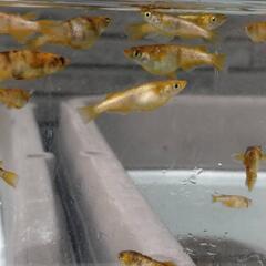 メダカお譲りします　和墨月虎　3匹の画像