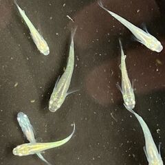 ①黒百式メダカの若魚（２cm前後）８匹（容器付き：３枚目写真）の画像