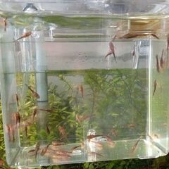 オトシンネグロの画像