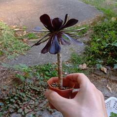 多肉植物 黒法師🎩 の画像