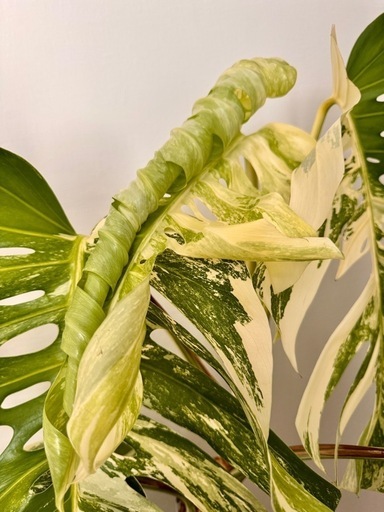 まだあります！観葉植物　モンステラ　ホワイトタイガー　取り木可能！ど迫力　　