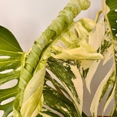 観葉植物　モンステラ　ホワイトタイガー　取り木可能！ど迫力　　の画像