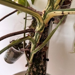 観葉植物　モンステラ　ホワイトタイガー　取り木可能！ど迫力　　の画像
