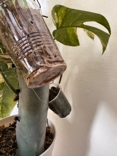 まだあります！観葉植物　モンステラ　ホワイトタイガー　取り木可能！ど迫力　　