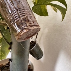 観葉植物　モンステラ　ホワイトタイガー　取り木可能！ど迫力　　の画像