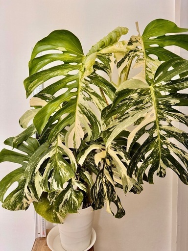 まだあります！観葉植物　モンステラ　ホワイトタイガー　取り木可能！ど迫力