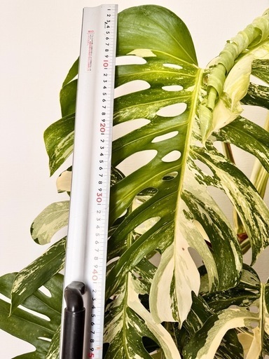 まだあります！観葉植物　モンステラ　ホワイトタイガー　取り木可能！ど迫力　　