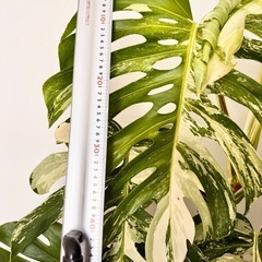 観葉植物　モンステラ　ホワイトタイガー　取り木可能！ど迫力　　の画像