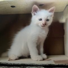 6月10日に野良猫のママが生んだ子猫ちゃん達の里親を募集し…