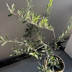 オリーブ 鉢植え 植物 の画像