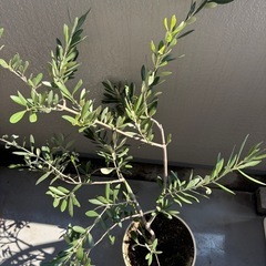 オリーブ 鉢植え 植物 の画像