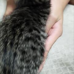 子猫の里親募集🐱 - 猫
