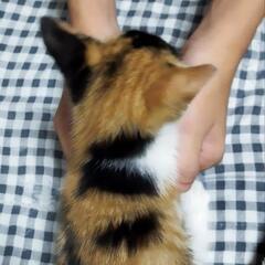 子猫の里親募集🐱 - 里親募集