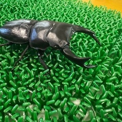 国産オオクワガタ　能勢YG血統　♂♀♀の画像