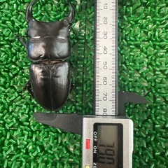 国産オオクワガタ　能勢YG血統　♂♀♀の画像