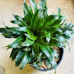 🪴観葉植物 ドラセナ・コンパクタ 幸福の木🪴12の画像