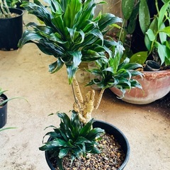 🪴観葉植物 ドラセナ・コンパクタ 幸福の木🪴12の画像