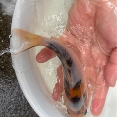【鯉ちゃん】錦鯉1匹（13cm程度）の画像