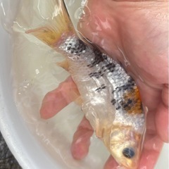 【鯉ちゃん】錦鯉1匹（13cm程度）の画像