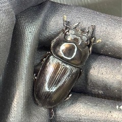 [国産オオクワガタNO:168]川西産71ミリペ の画像
