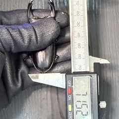 [国産オオクワガタNO:168]川西産71ミリペ の画像