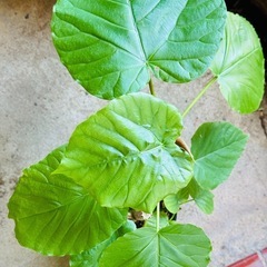 🪴観葉植物 ウンベラータ 別名：ハートリーフ🪴⑩の画像
