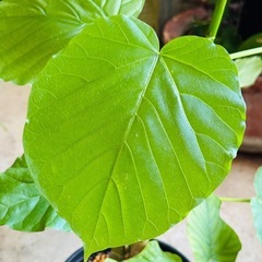 🪴観葉植物 ウンベラータ 別名：ハートリーフ🪴⑩の画像