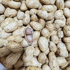 茹でた落花生(本日のみ)の画像