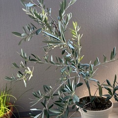 オリーブ 鉢植え 植物 の画像
