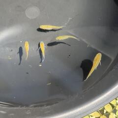 金運アップの【特選】金塊めだか🐟️の画像