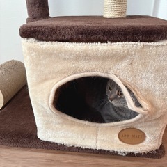 キャットタワーの画像