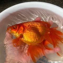 決定！【素赤】大きな金魚、1匹の画像