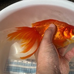 決定！【素赤】大きな金魚、1匹の画像